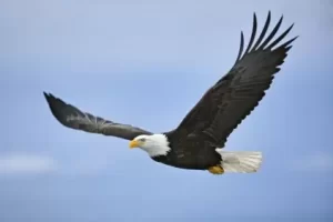 Eagle Live Webcam New In Florida