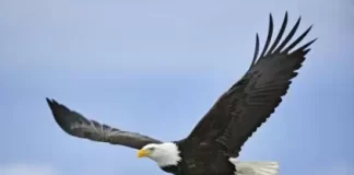 Eagle Live Webcam New In Florida