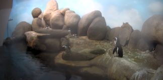 California Academy Of Sciences Penguin Cam