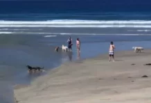 Dog Beach Del Mar Live Webcam New In California