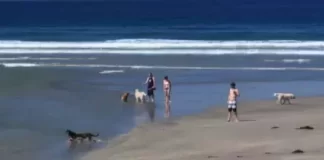 Dog Beach Del Mar Live Webcam New In California