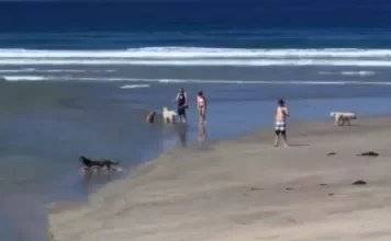 Dog Beach Del Mar Live Webcam New In California