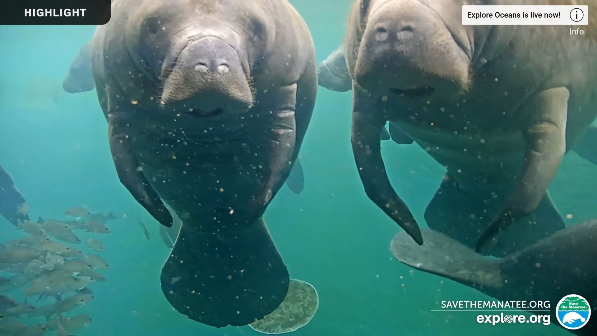 Live Webcam Underwater Manatees Homosassa Springs, FL