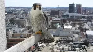 Manchester, New Hampshire Webcam At Peregrine Falcon Feed