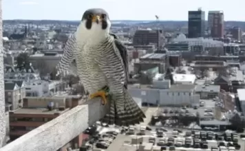 Manchester, New Hampshire Webcam At Peregrine Falcon Feed