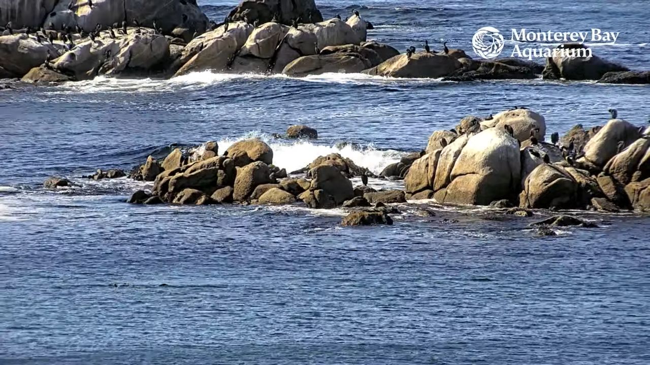 Monterey Bay Live Cam – California | HD Video