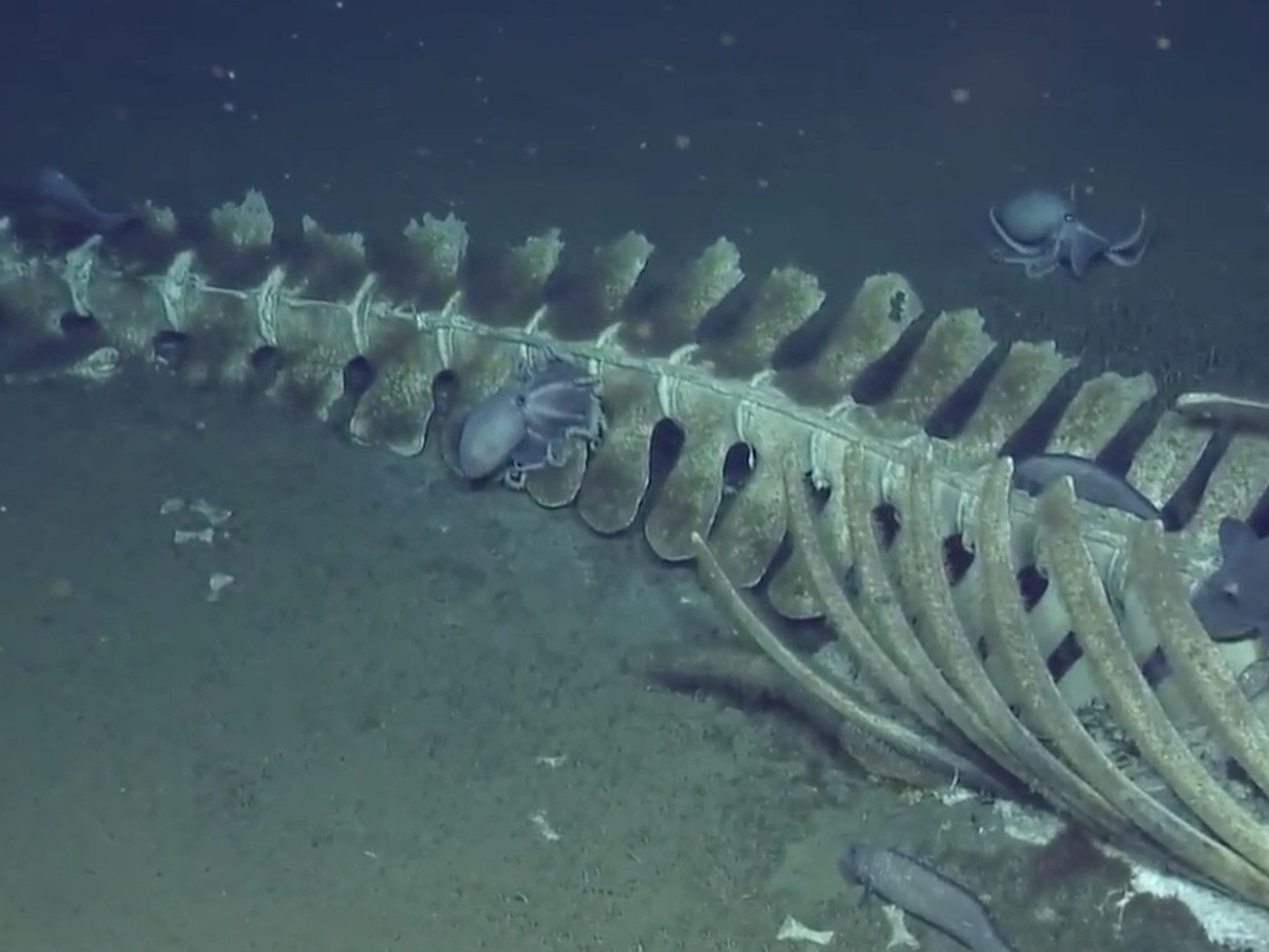 Nautilus Ocean Exploration Streaming Live Webcams