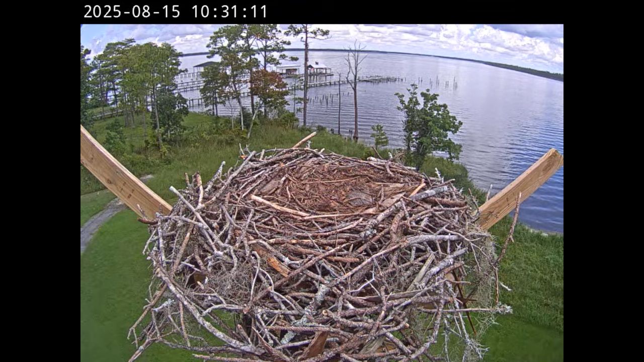 Orange Beach Live Osprey Live Cam – Alabama | HD Video