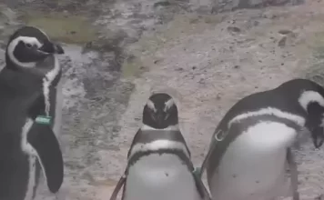 Penguin Beach 035084373