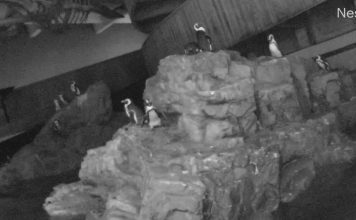 New England Aquarium Live Penguin Cam