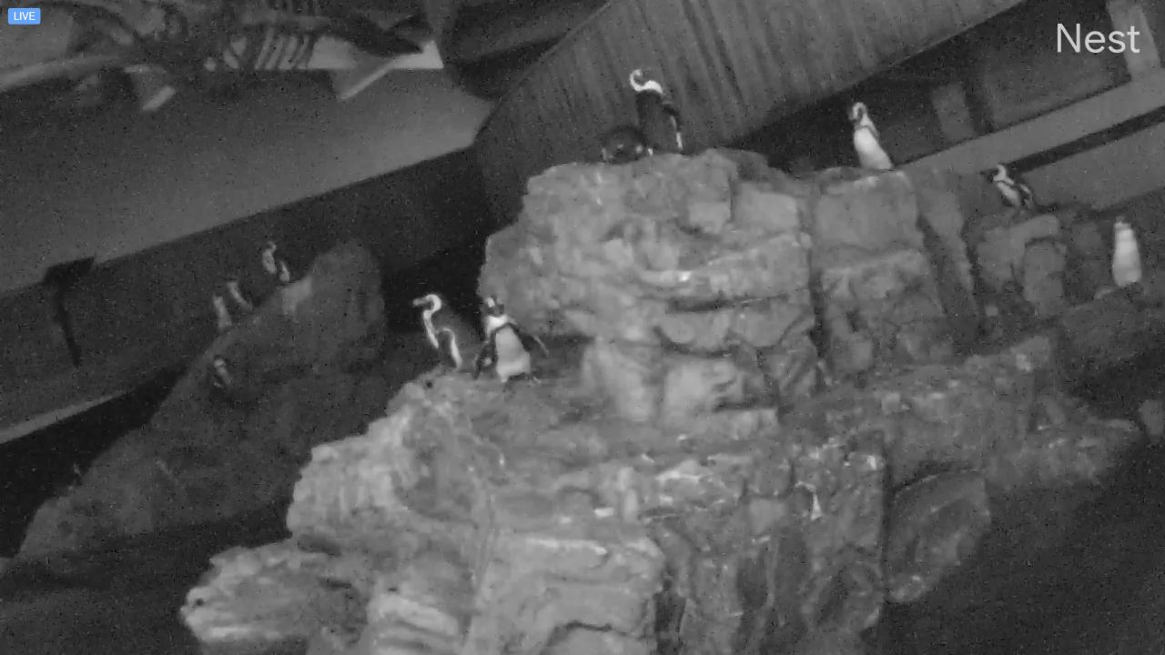Penguin Live Webcam at New England Aquarium – Boston, MA
