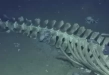 Nautilus Live Stream Ocean Cam New