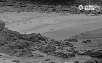 Monterey Bay Aquarium Live Cams