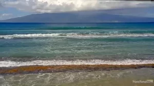 Maui Ocean Center Webcam New In Maui, Hawaii