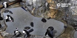 African Penguins Cam By Monterey Bay Aquarium New