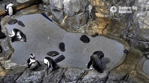 African Penguins Cam by Monterey Bay Aquarium