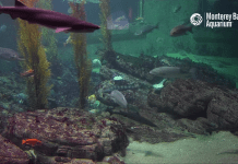 Live Shark Cam By Monterey Bay Aquarium New In California