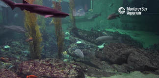 Live Shark Cam By Monterey Bay Aquarium New In California