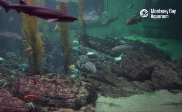 Live Shark Cam By Monterey Bay Aquarium New In California