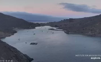 Catalina Island Live Webcam New In California