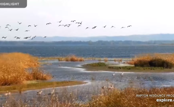 Mississippi River Flyway Live Cam