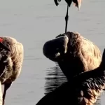 Mississippi River Trumpeter Swan Live Cam