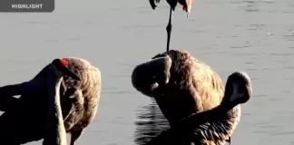 Mississippi River Trumpeter Swan Live Cam