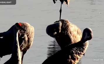 Mississippi River Trumpeter Swan Live Cam