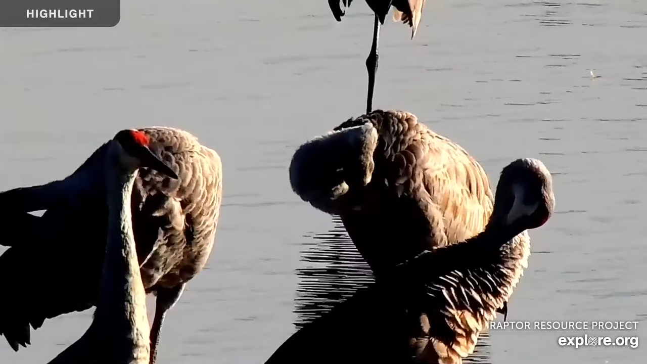Mississippi River Trumpeter Swan Live Cam