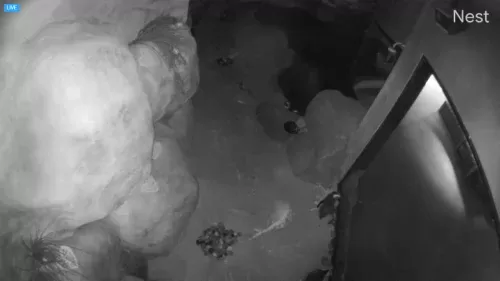 Jenkinson’s Aquarium Penguin Cam Point Pleasant Beach, New Jersey