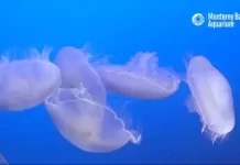 Jelly Cam By Monterey Bay Aquarium New In California