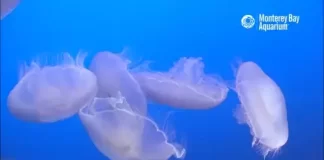 Jelly Cam By Monterey Bay Aquarium New In California