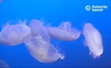 Jelly Cam By Monterey Bay Aquarium New In California