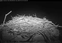 Live Osprey Cam New Haven, Connecticut