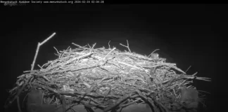 Live Osprey Cam New Haven, Connecticut