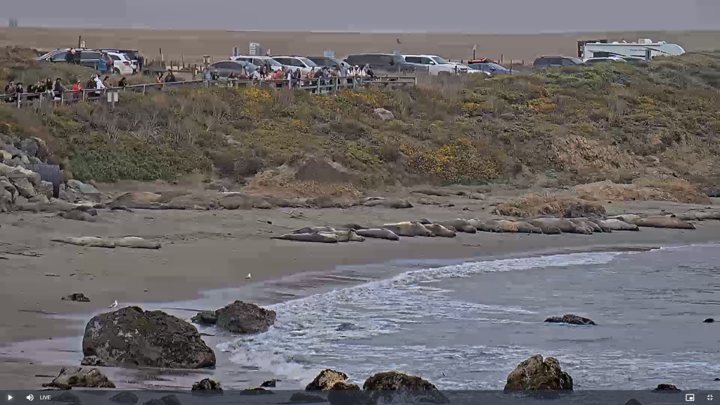 Seal Beach Live Webcam New In California