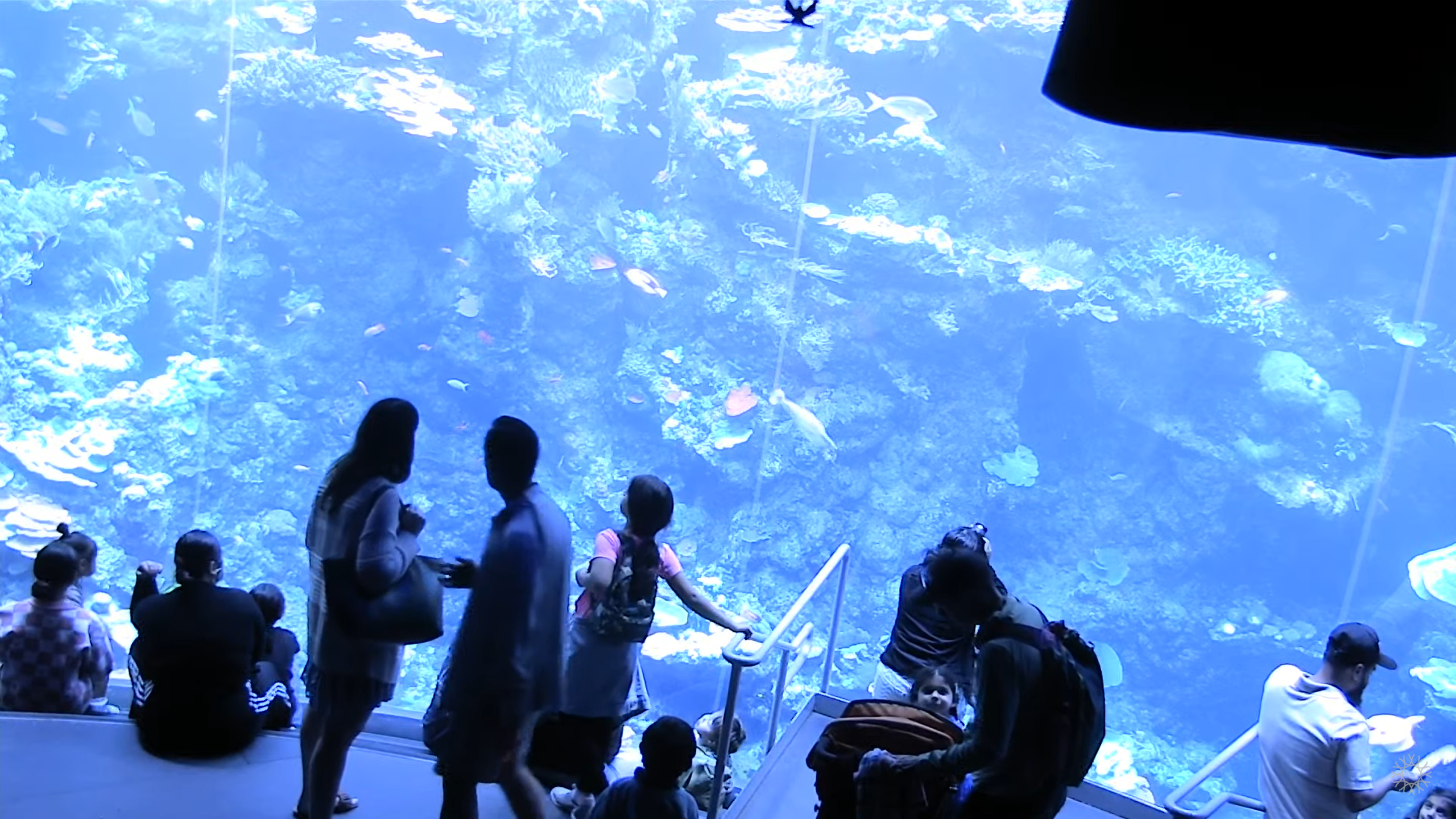 Tropical Reef Live Cam San Francisco Golden Gate Park