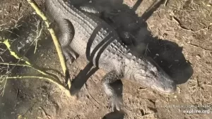 Alligator Farm St Augustine Webcam