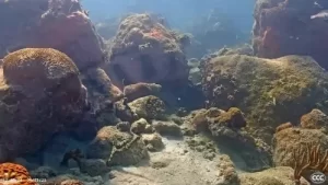 Coral City Underwater Live Webcam New Miami, Florida