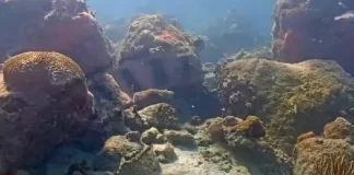 Coral City Underwater Live Webcam New Miami, Florida
