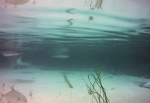 Live Reef Lagoon Webcam New In California