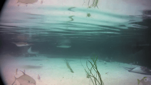 Live Reef Lagoon Webcam New In California
