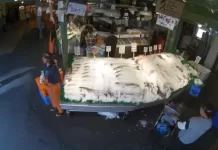 New Seattle Fish Market Live Cam