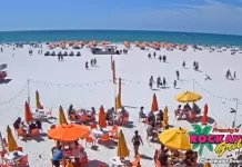 Frenchy's Clearwater Beach Live Cam New In Florida
