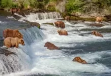 Brooks Falls Live Cam - Katmai National Park New In Alaska