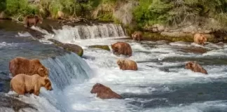 Brooks Falls Live Cam - Katmai National Park New In Alaska