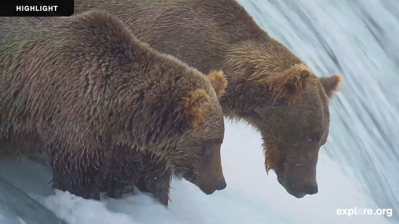 Brooks Falls Live Cam – Katmai National Park – Alaska