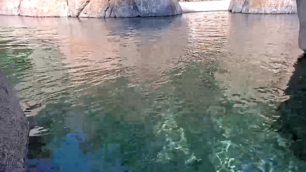 San Diego Zoo Penguin Beach Webcam