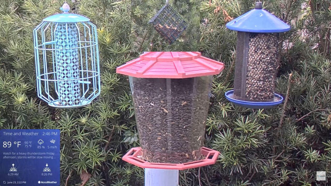 Bird Feeder Live Webcam – Orlando, Florida