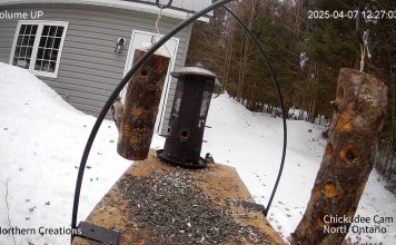 Canada Bird Feeder Cam Live Stream New In Canada